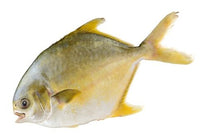 Golden Rupchada (Pomfret) Each